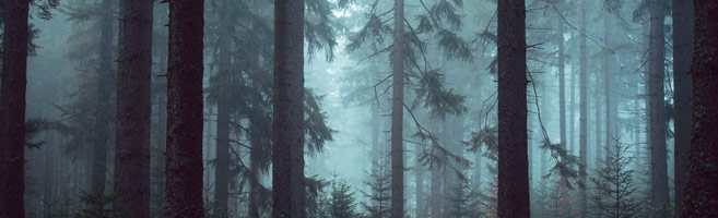 L'amour et les forêts